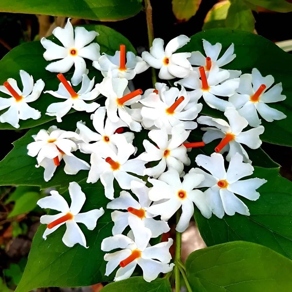 Coral Jasmine Seeds