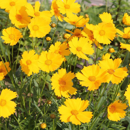 Coreopsis Lanceolata Seeds - Flower Plant