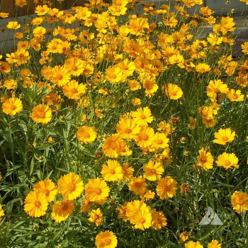 Coreopsis Lanceolata Seeds - Flower Plant