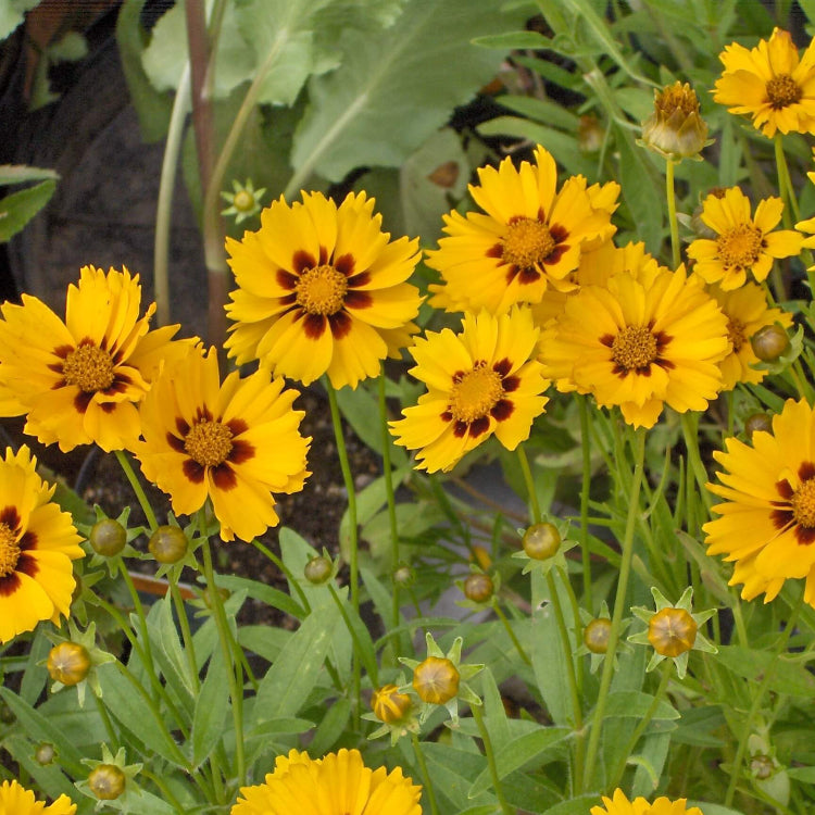 Coreopsis Lanceolata Seeds - Flower Plant