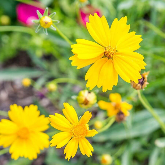 Coreopsis Seeds - Flower Plant