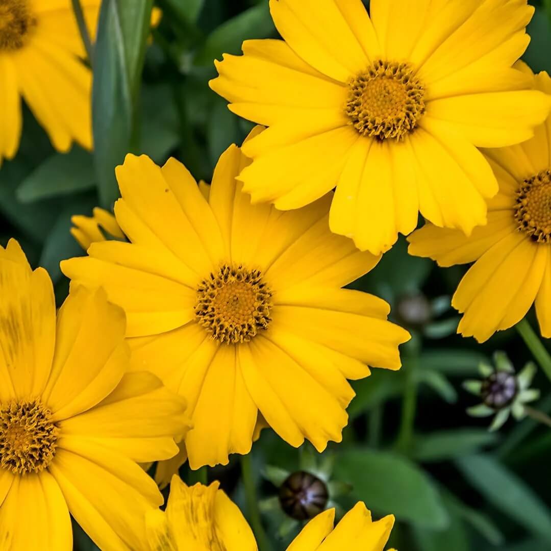Coreopsis Seeds - Flower Plant