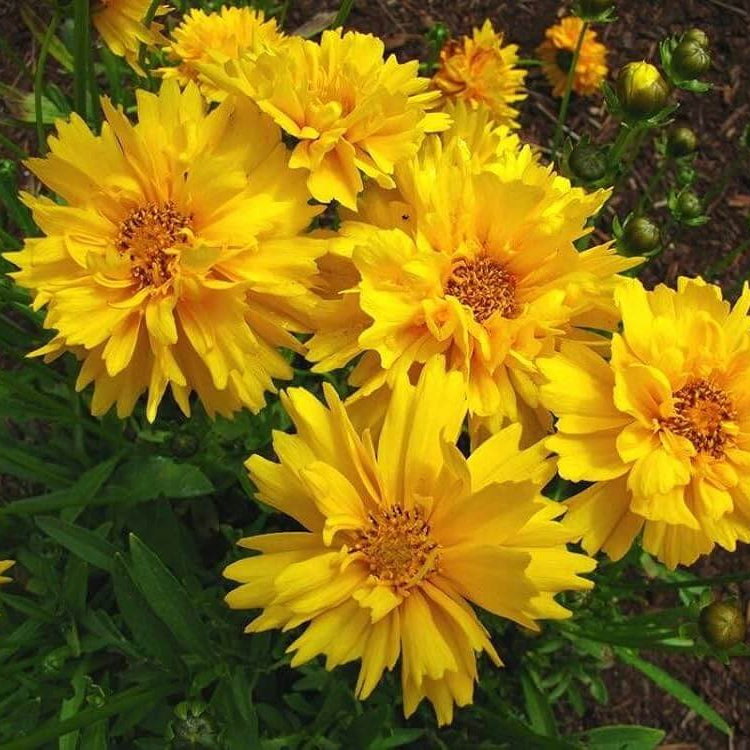 Coreopsis Seeds - Flower Plant