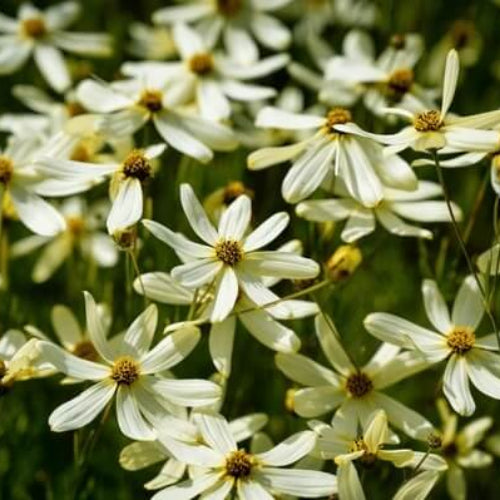 Coreopsis Verticillata Seeds - Flower Plant