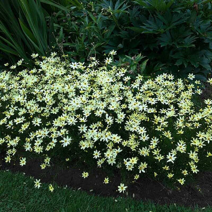 Coreopsis Verticillata Seeds - Flower Plant