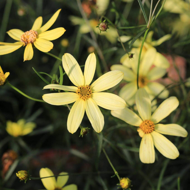 Coreopsis Verticillata Seeds - Flower Plant