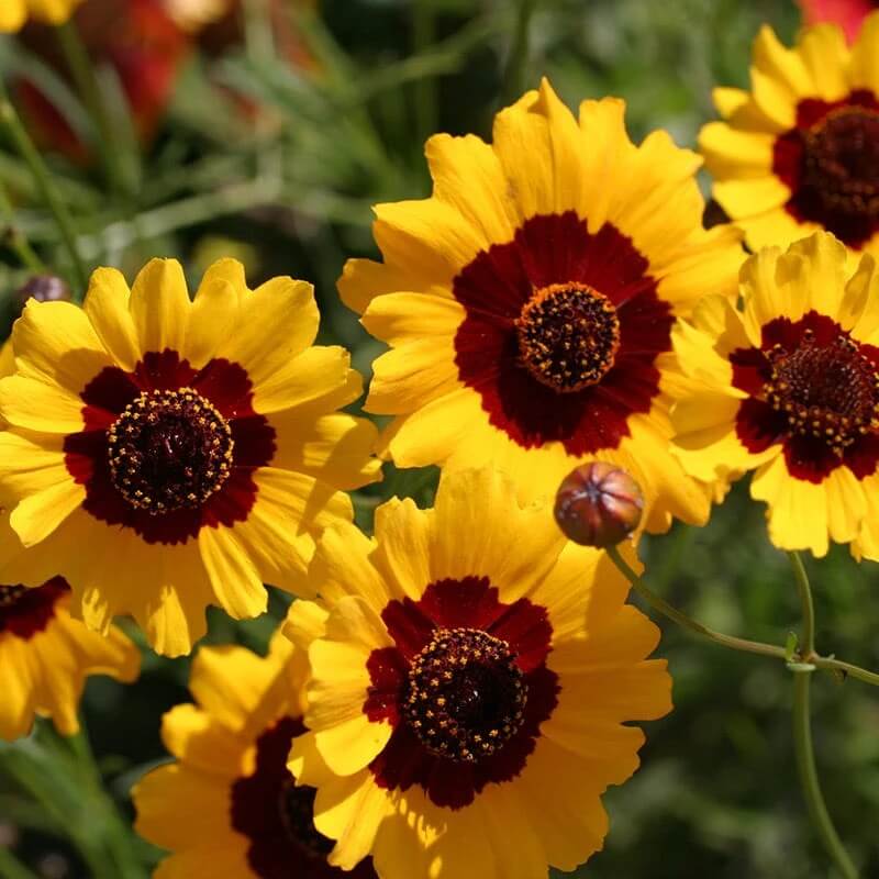 Coreopsis tinctoria seeds
