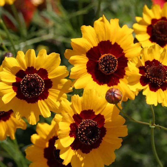 Coreopsis tinctoria seeds