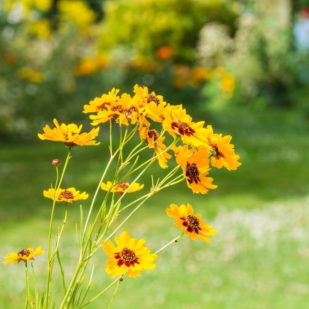 Coreopsis tinctoria seeds