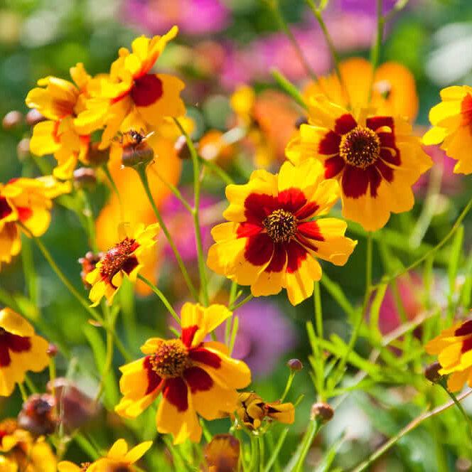 Coreopsis tinctoria seeds