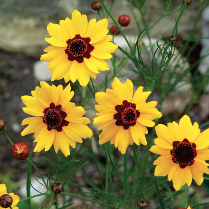 Coreopsis tinctoria seeds