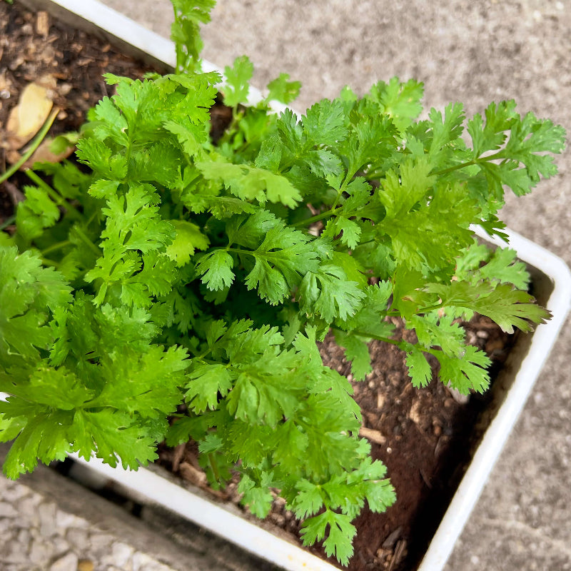 Coriander Seeds