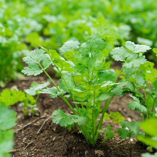 Coriander Seeds