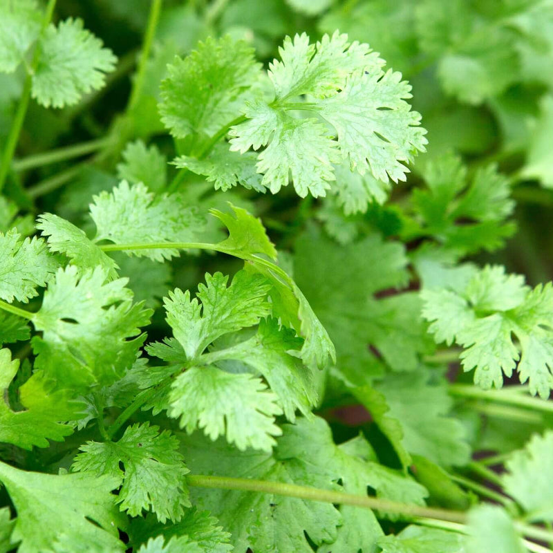 Coriander Seeds