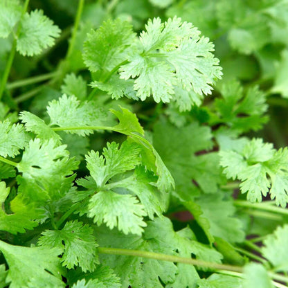 Coriander Seeds