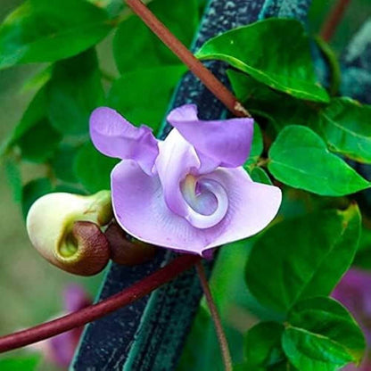 Corkscrew Vine Vigna Caracalla Seeds
