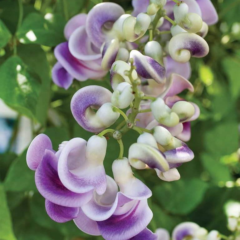 Corkscrew Vine Vigna Caracalla Seeds