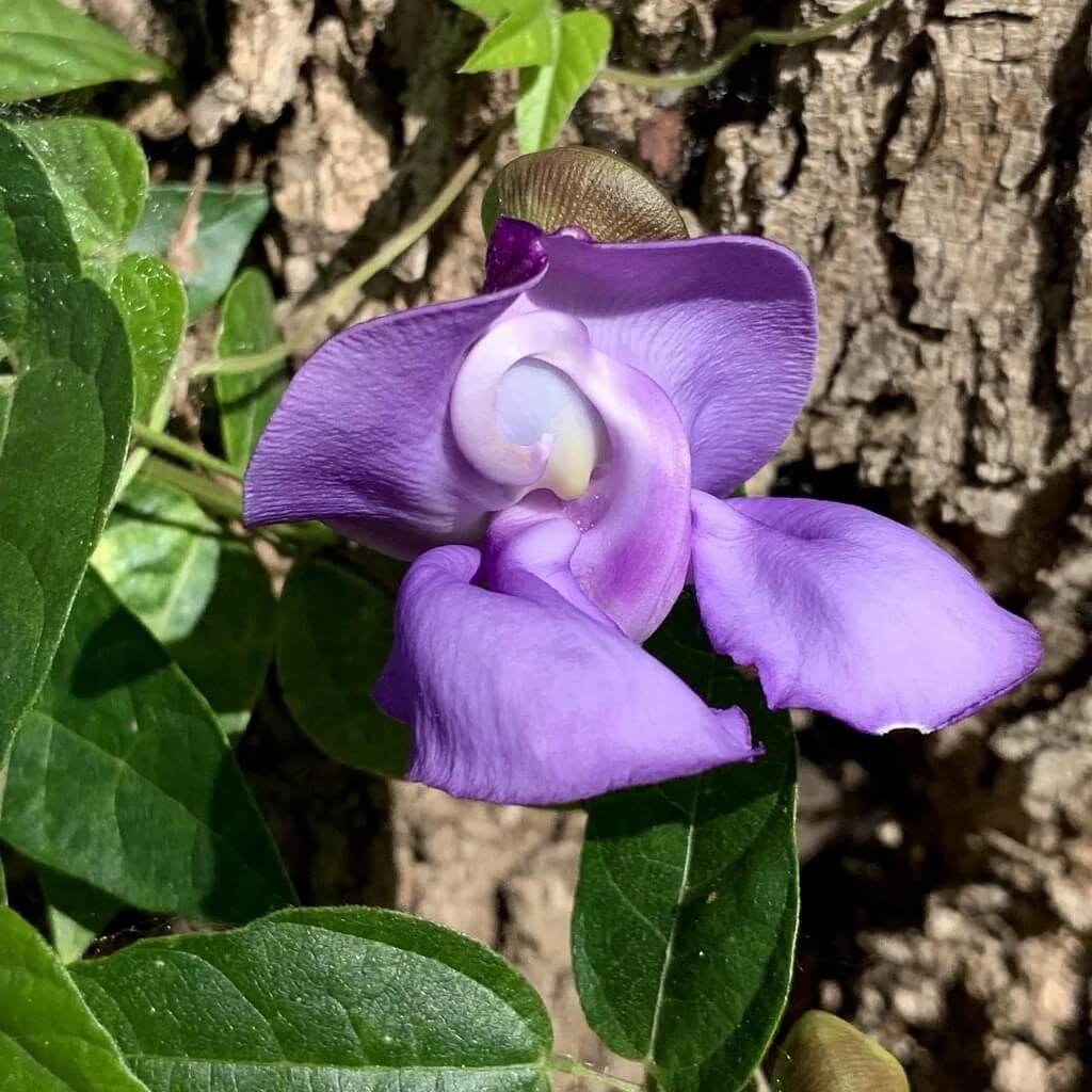 Corkscrew Vine Vigna Caracalla Seeds