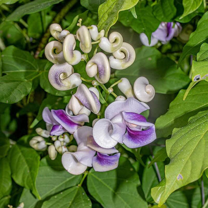 Corkscrew Vine Vigna Caracalla Seeds