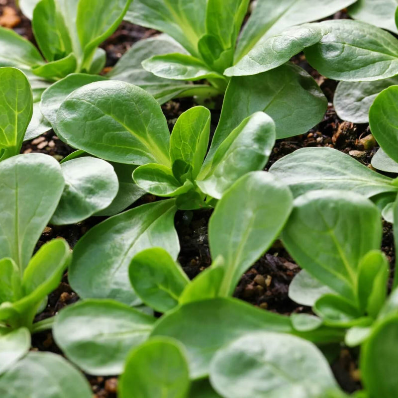 Corn Salad Seeds