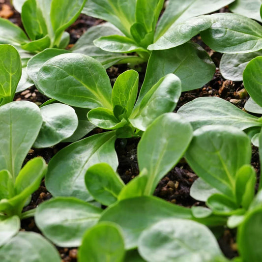 Corn Salad Seeds