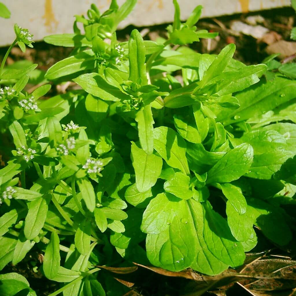 Corn Salad Seeds