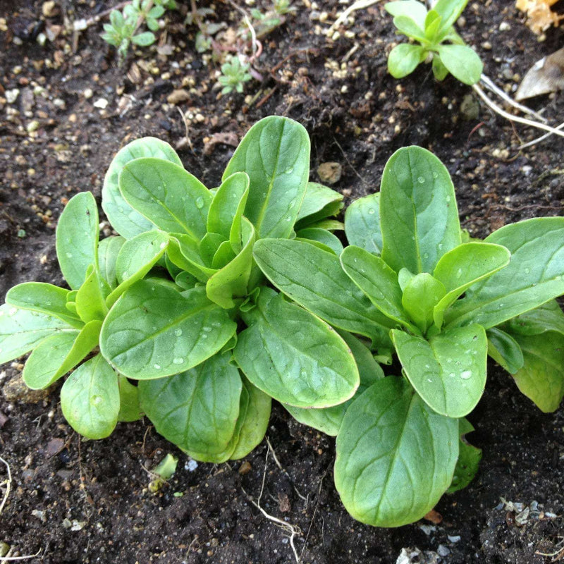 Corn Salad Seeds