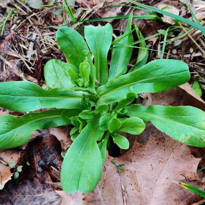 Corn Salad Seeds