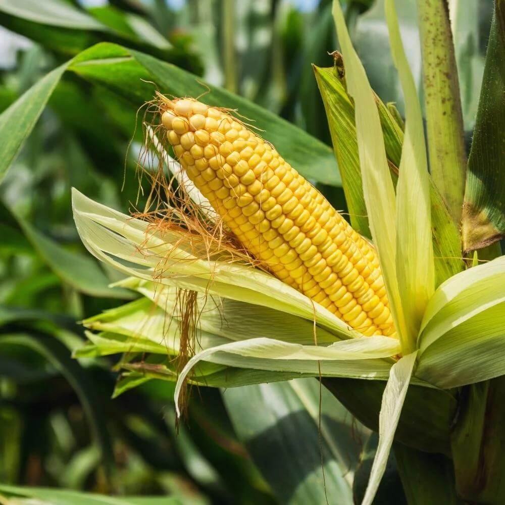 Corn Seeds - Heirloom Vegetable Plant for Home Gardens