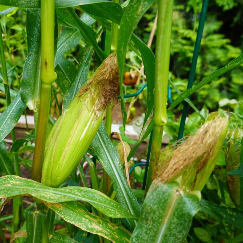 Corn Seeds - Heirloom Vegetable Plant for Home Gardens