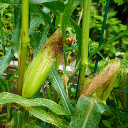 Corn Seeds - Heirloom Vegetable Plant for Home Gardens