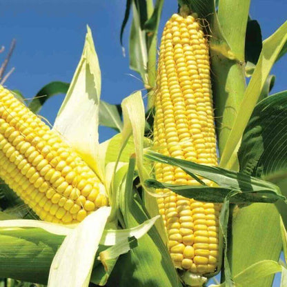 Corn Seeds - Heirloom Vegetable Plant for Home Gardens