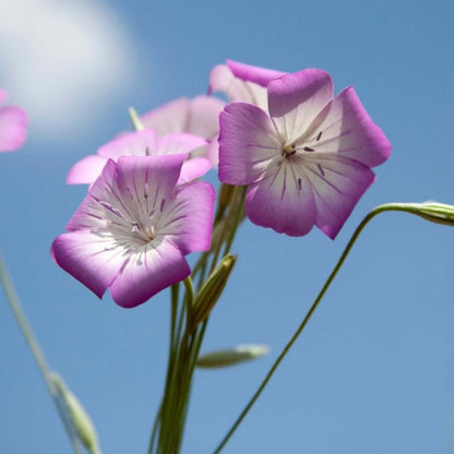 Corncockle Seeds - Flower Plant for Home Gardens