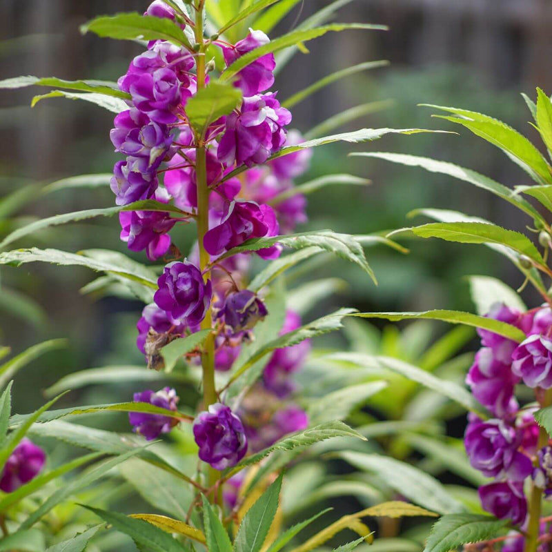 Corncockle Seeds - Flower Plant for Home Gardens