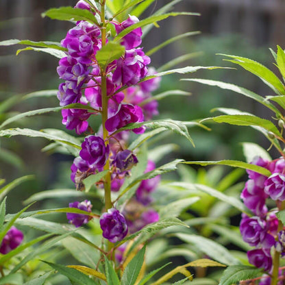 Corncockle Seeds - Flower Plant for Home Gardens