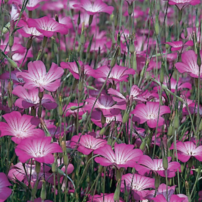 Corncockle Seeds - Flower Plant for Home Gardens
