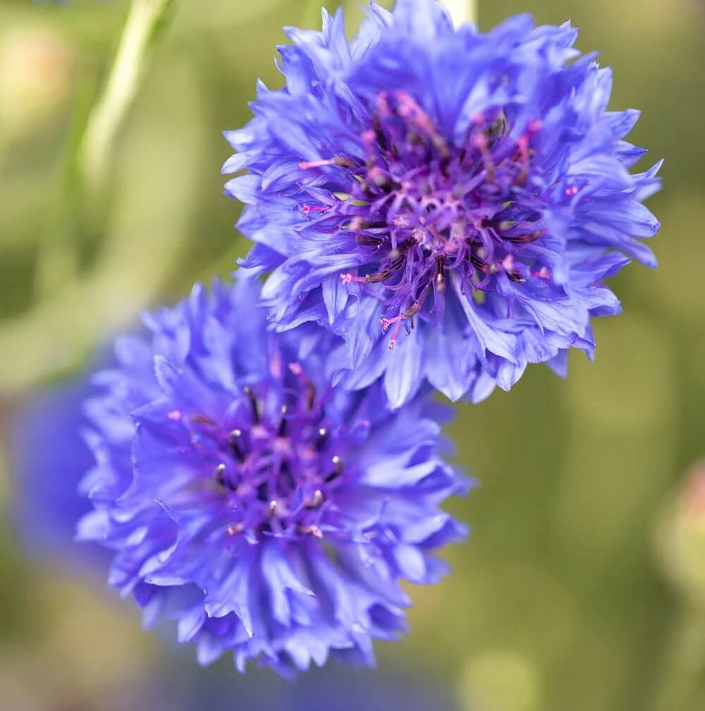 Cornflower Seeds
