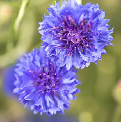 Cornflower Seeds