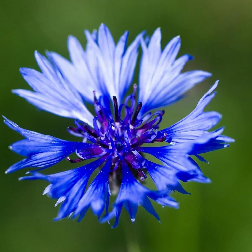 Cornflower Seeds