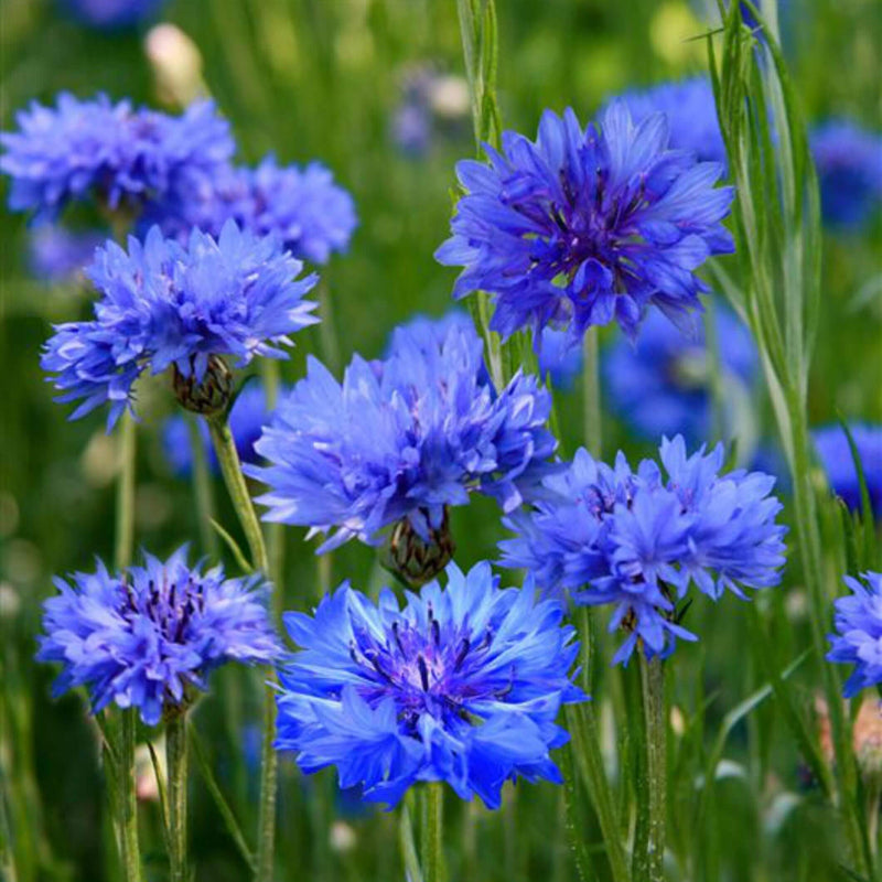 Cornflower Seeds
