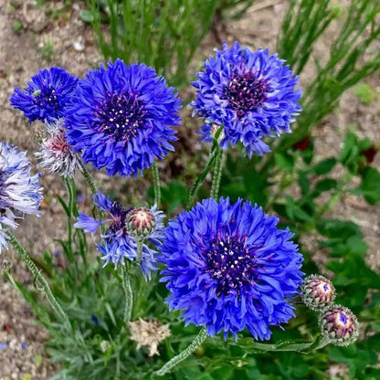 Cornflower Seeds
