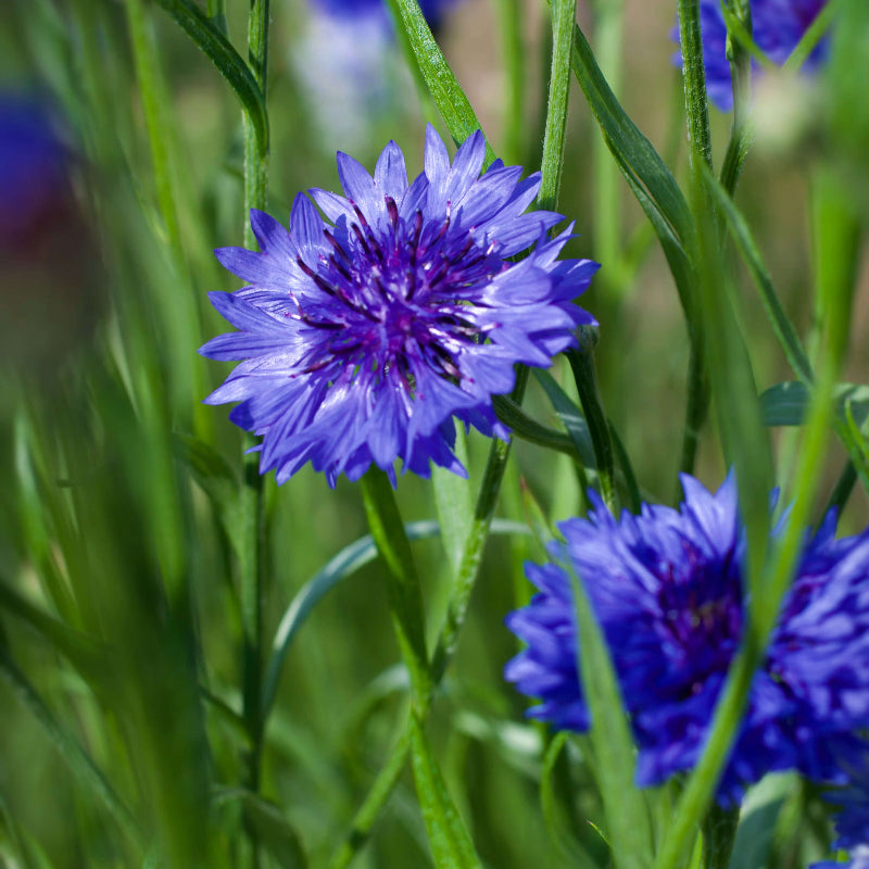 Cornflower Seeds