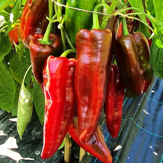 Corno Di Toro Pepper Seeds - Vegetable Plant