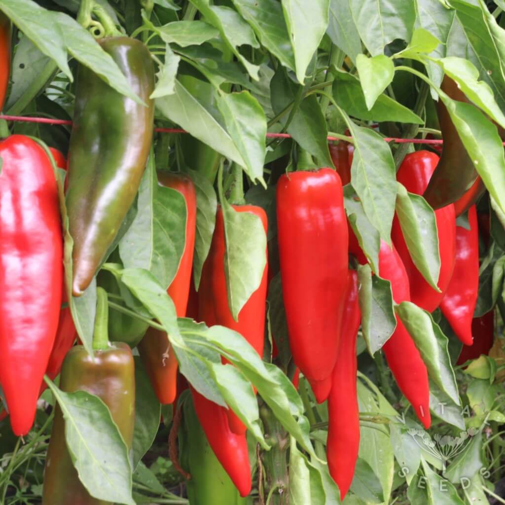Corno Di Toro Pepper Seeds - Vegetable Plant
