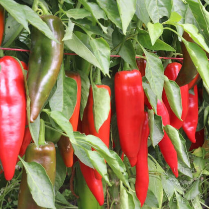 Corno Di Toro Pepper Seeds - Vegetable Plant