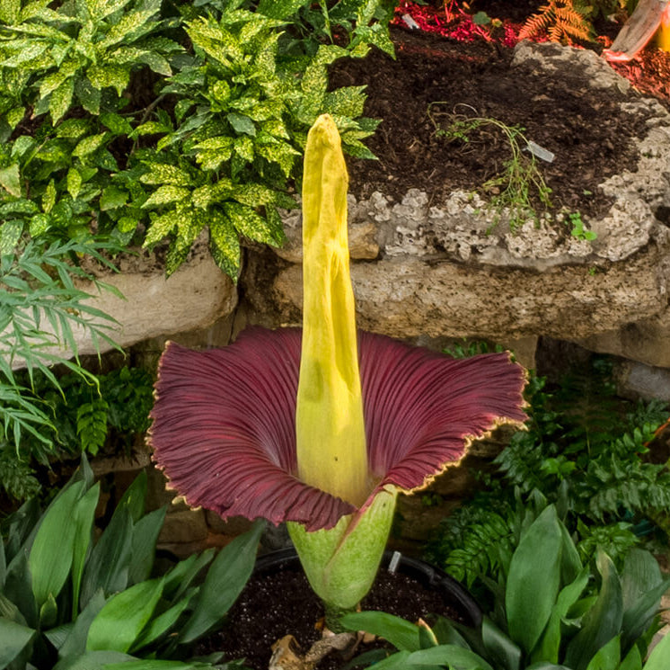 Corpse Flower Seeds - Heirloom Flower Plant for Home Gardens