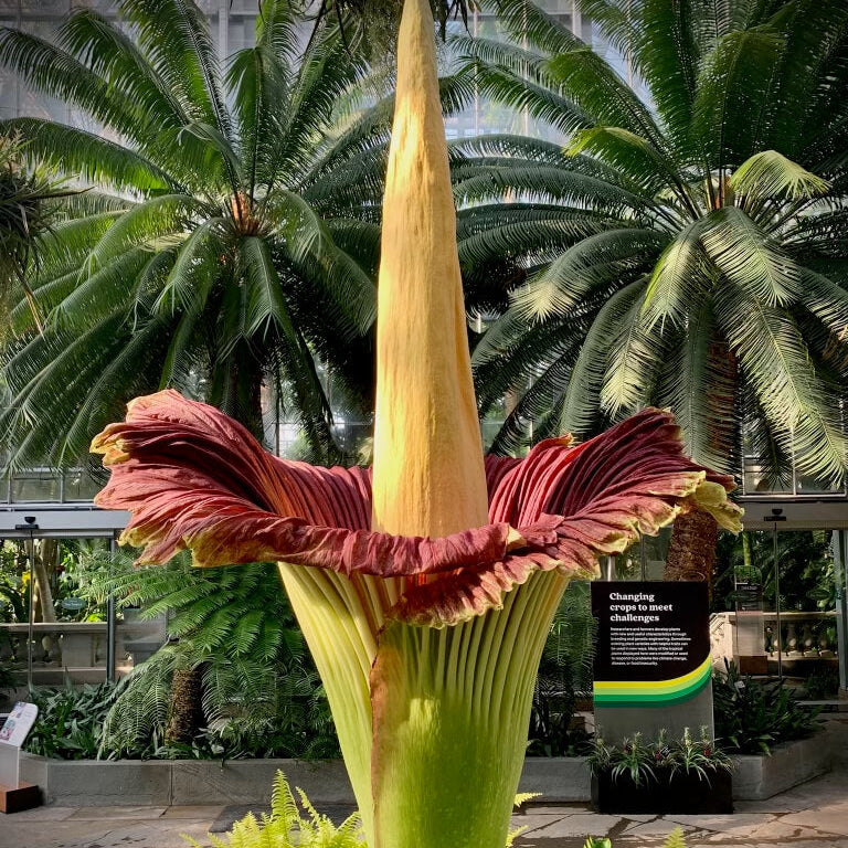 Corpse Flower Seeds - Heirloom Flower Plant for Home Gardens