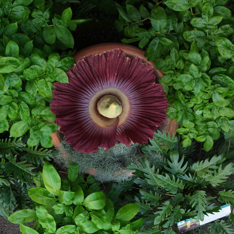 Corpse Flower Seeds - Heirloom Flower Plant for Home Gardens