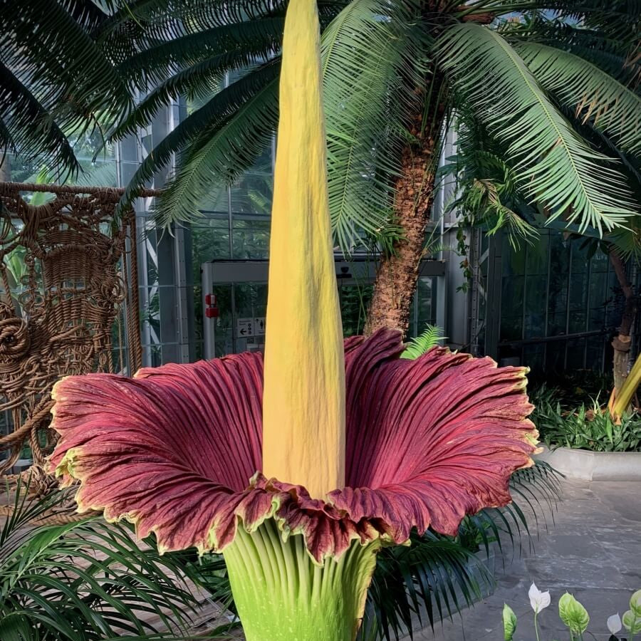 Corpse Flower Seeds - Heirloom Flower Plant for Home Gardens