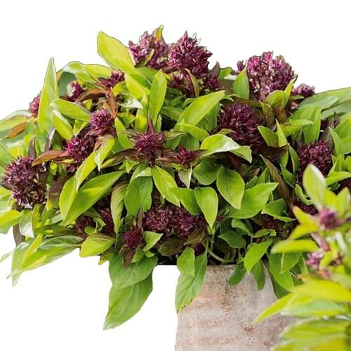 Corsican Basil Seeds - Herbal Plant
